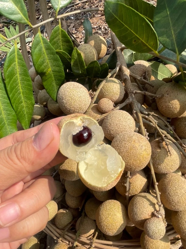 广西横州市本地石硖龙眼带枝发货很清甜皮薄肉厚包邮