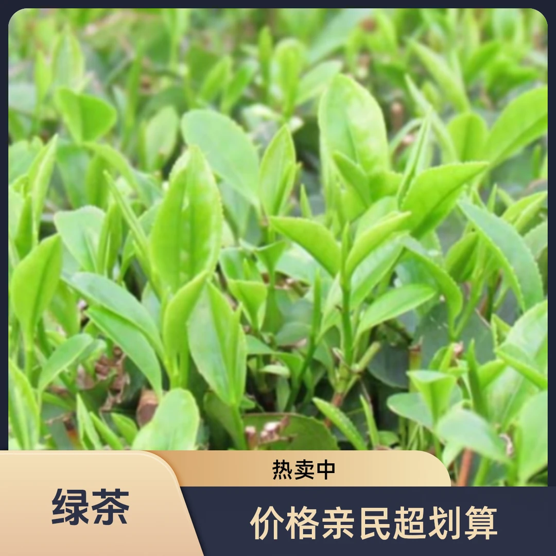 王哥庄大姨滚筒茶叶绿茶2025年春末茶袋装250克每袋青岛崂山茶