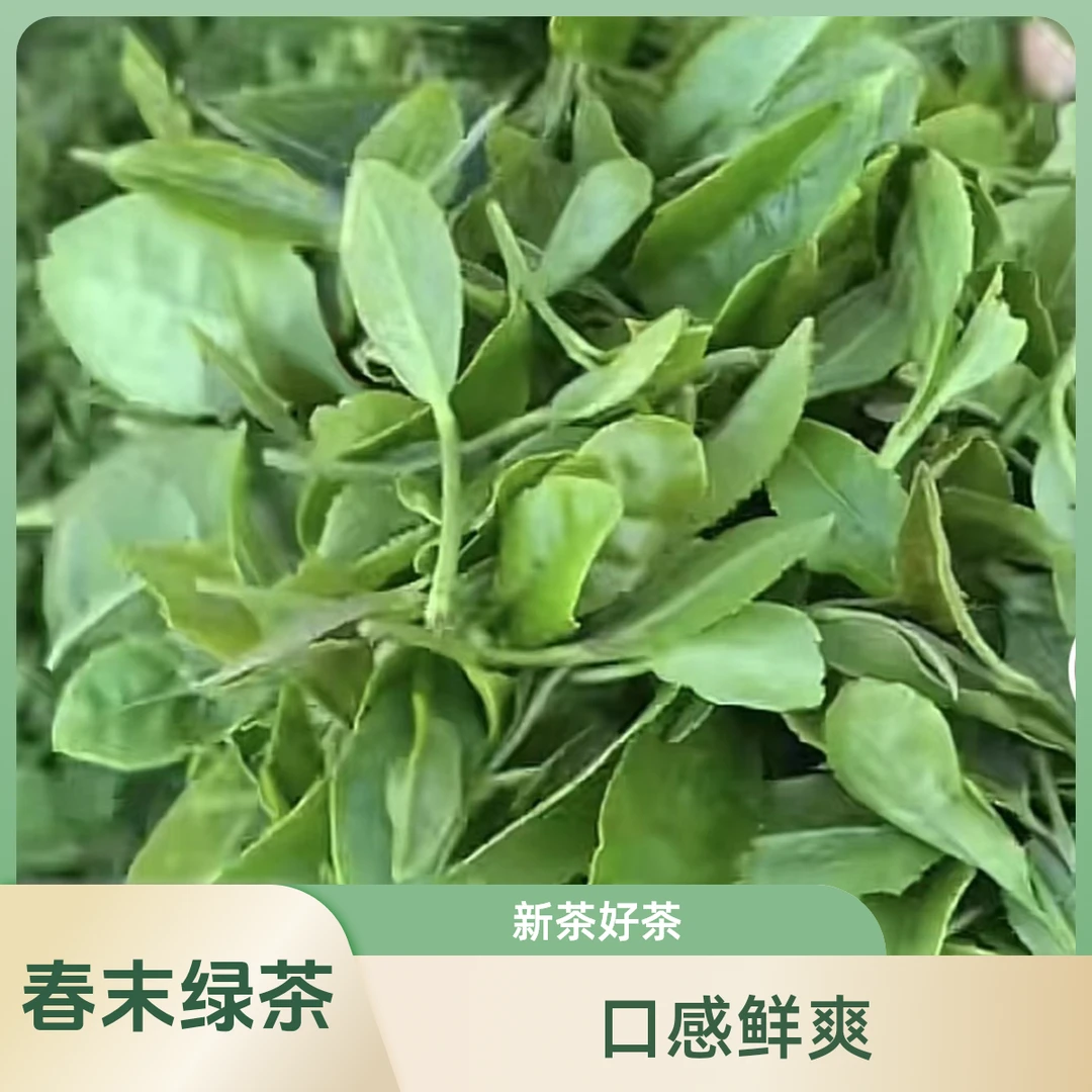 春末绿茶崂山绿茶茶香袋装健康茶叶春季每袋250克青岛崂山茶