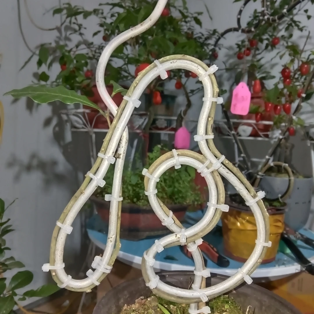 植物造型小八字型福字模具定型盆景造型盆景造型模具定型模具