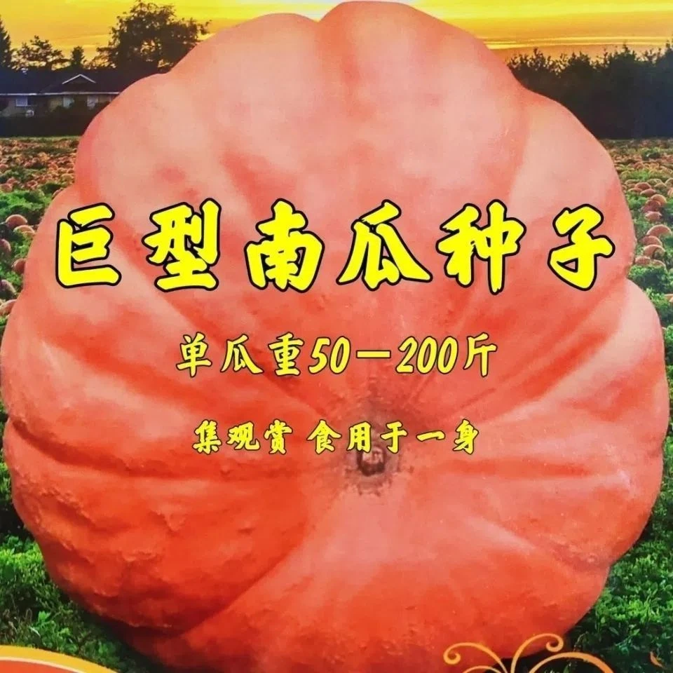特大型南瓜种子高产易种产籽巨型南瓜种子农家庭院大田菜园蔬菜种