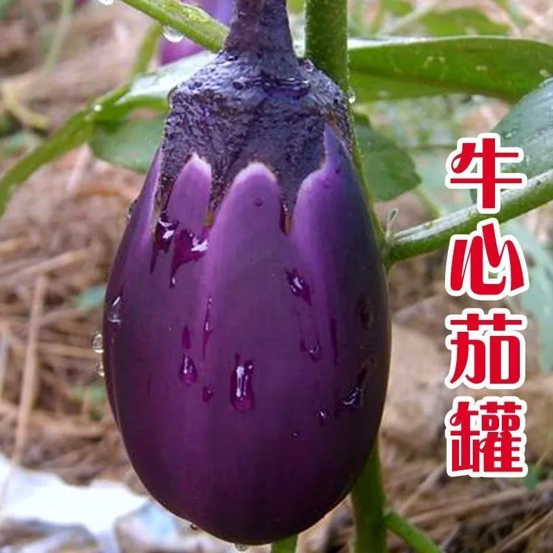 湖南本地茄子种子特大紫罐茄种子牛心紫黑罐茄春季四季播蔬菜种子