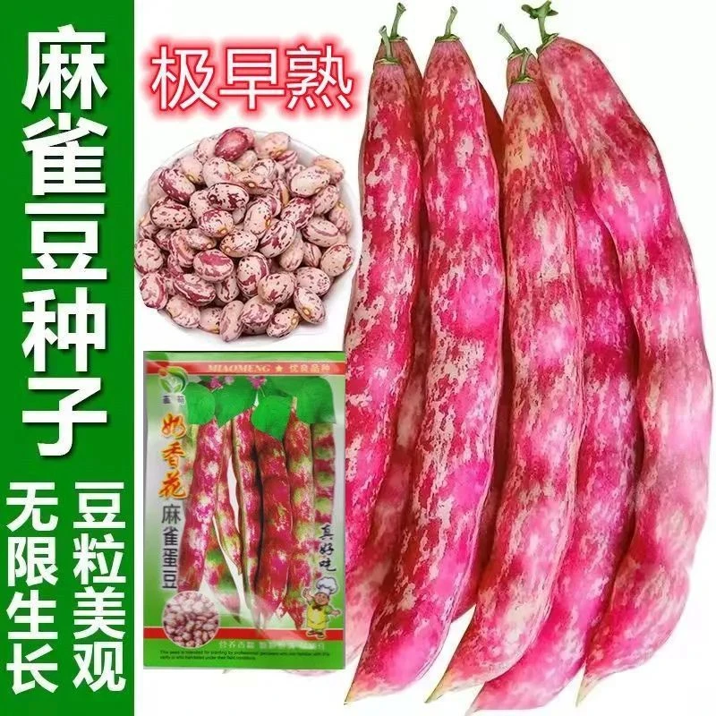 奶香麻雀蛋豆种子油豆角架豆花皮四季豆早熟高产豆角菜豆蔬菜种子