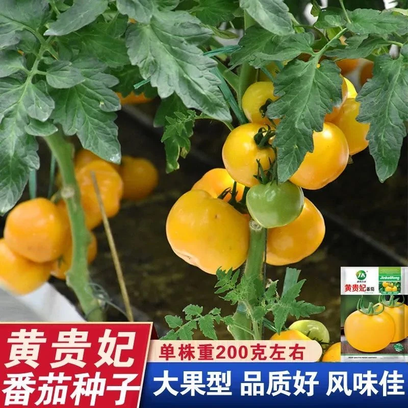 西红柿种黄贵妃番茄种子非转基因黄籽沙瓤四季农蔬菜番茄大果