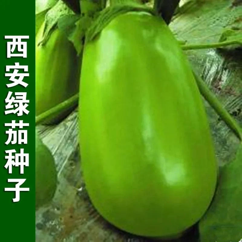 绿罐茄子种子绿茄子青圆茄青皮茄子四季阳台盆栽大田菜园蔬菜种子