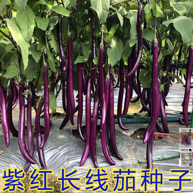 长线茄子种子新品紫红长茄早熟高产耐热耐寒春秋大田菜园蔬菜种子