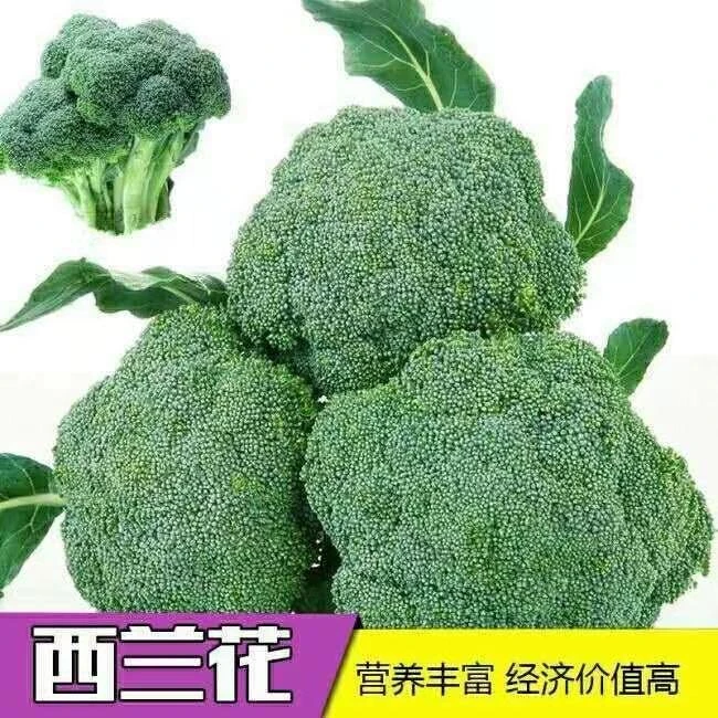 四季播西蓝花菜种子耐寒蔬菜种子绿菜花种子高产蔬菜籽阳台栽