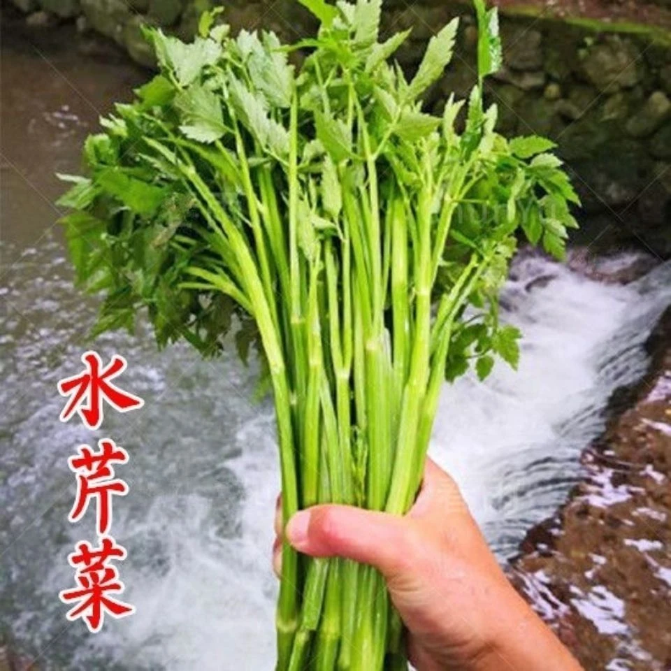 野菜水芹菜种籽山芹种子籽种农家小香芹蔬菜种子春秋冬菜籽菜种孑