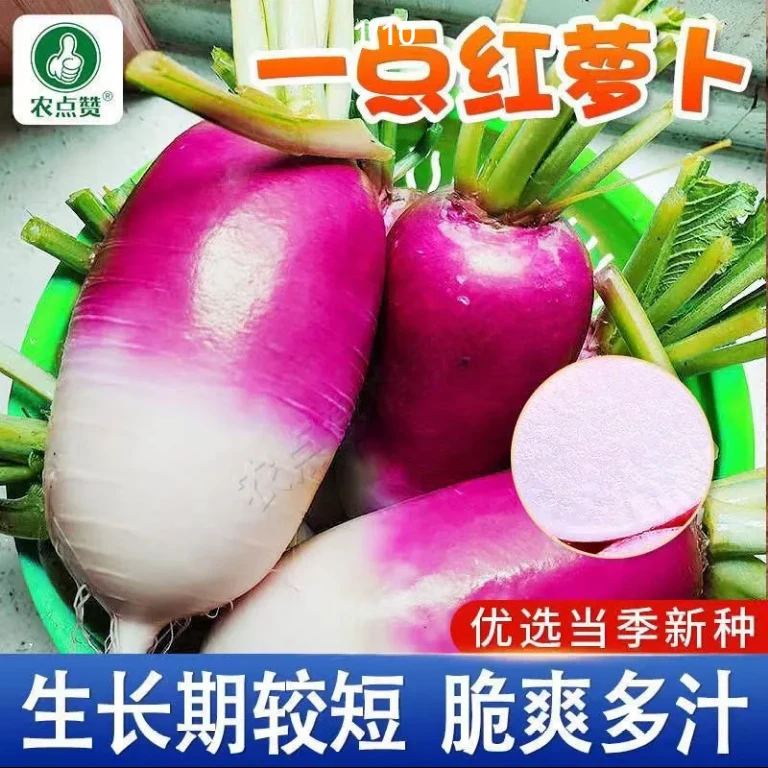 花樱萝卜种子甜脆水果罗卜种籽红皮水萝卜秋季播种植蔬菜孑原装