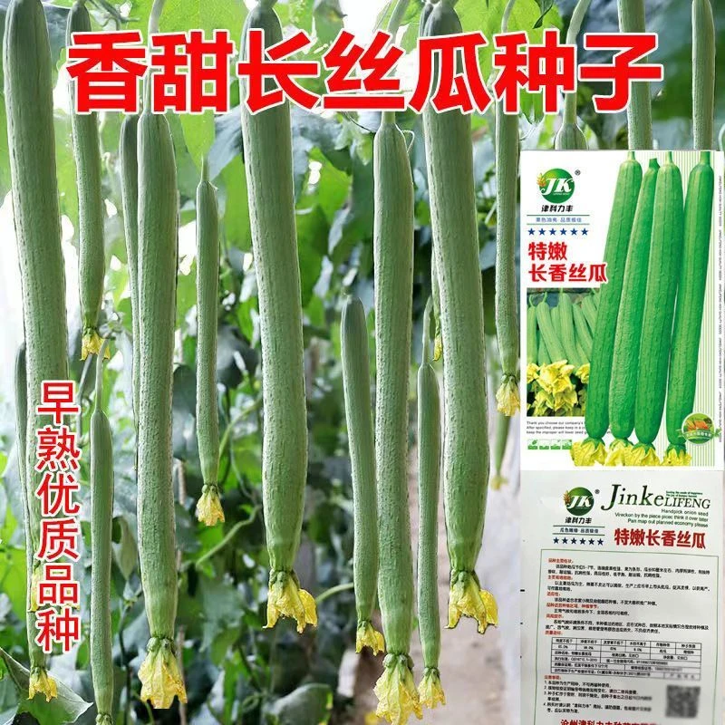 高产长丝瓜种子早熟特嫩香丝瓜种籽农家不易老丝瓜种田园蔬菜种子