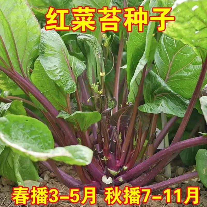 红菜苔种子 红菜心紫菜油菜芯籽 四季易种高产盆栽农家蔬菜种子