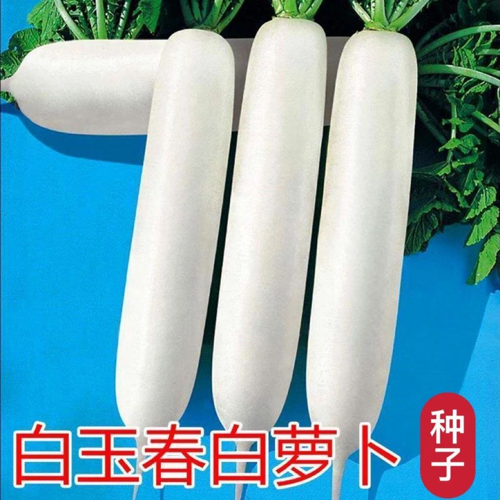 白玉春长白萝卜春季萝卜种子四季播种耐抽薹高产蔬菜种籽