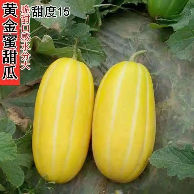 黄金蜜香瓜种子早熟甜瓜种子 甜瓜籽蔬果种子阳台庭院春季易播