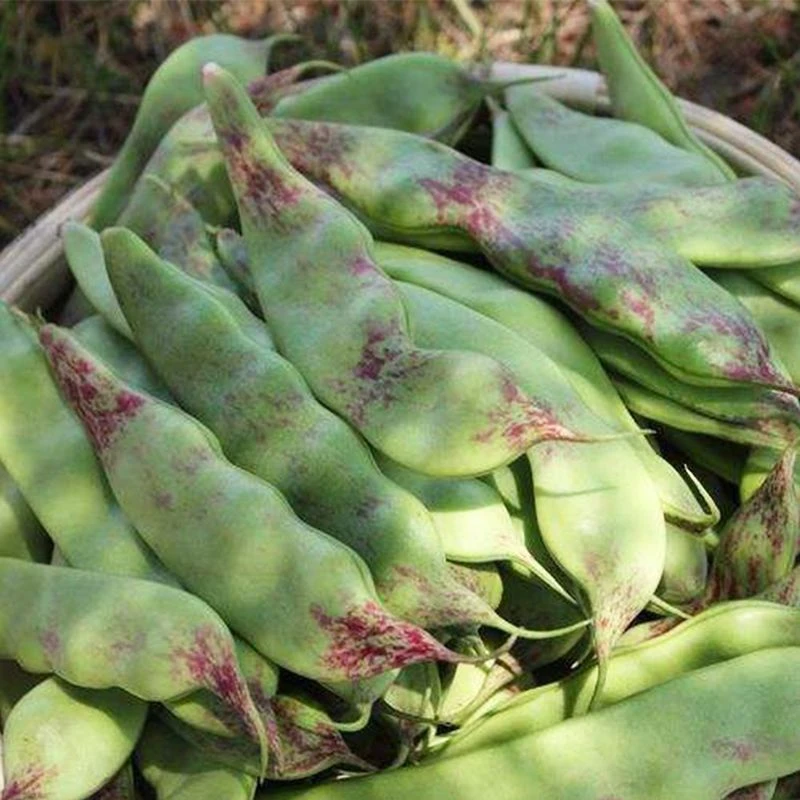 豆角种籽紫花大油豆王种子种子高产早熟四季春季东北油豆角庭院