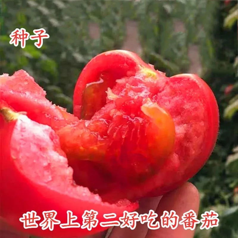 大番茄种子超甜红果大西红柿高产阳台春季秋季抗高温蔬菜瓜果种子