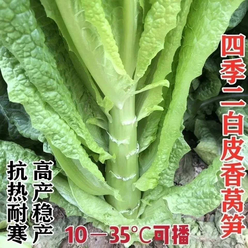 耐寒二白皮莴笋种子大圆叶莴笋种籽莴苣青笋蔬菜种子庭院大田种植
