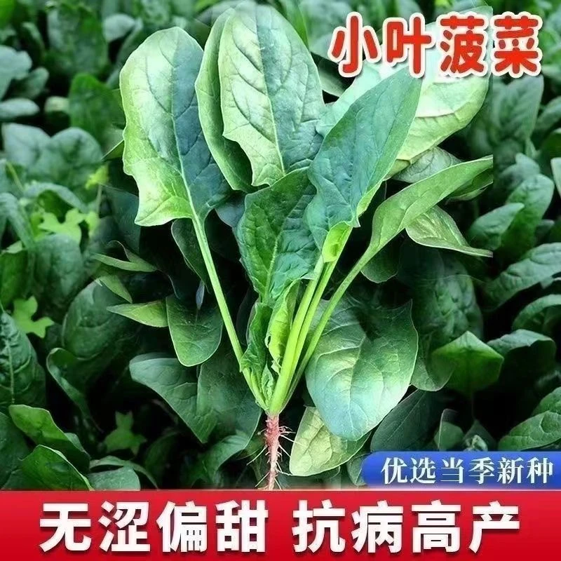 小叶菠菜种子四季波菜种籽大全秋季蔬菜种子四季菠菜籽种盆栽农家