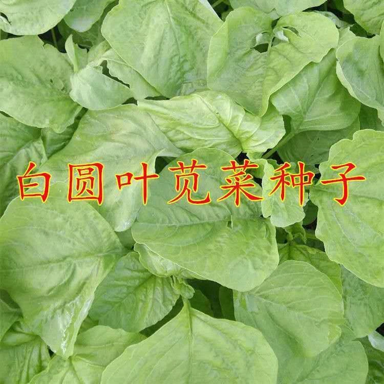 白圆叶苋菜种子白汗菜易种长速快耐热抗病高产苋菜种籽蔬菜种子