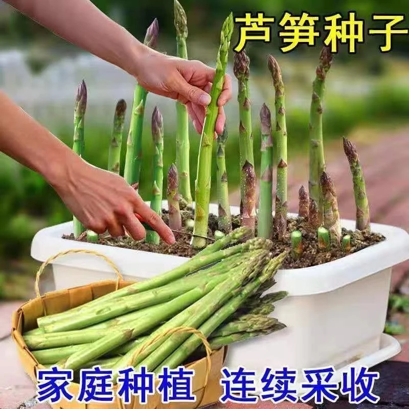 芦笋种子四季播种多年生青芦笋种子耐热抗寒四季种子紫芦笋种子