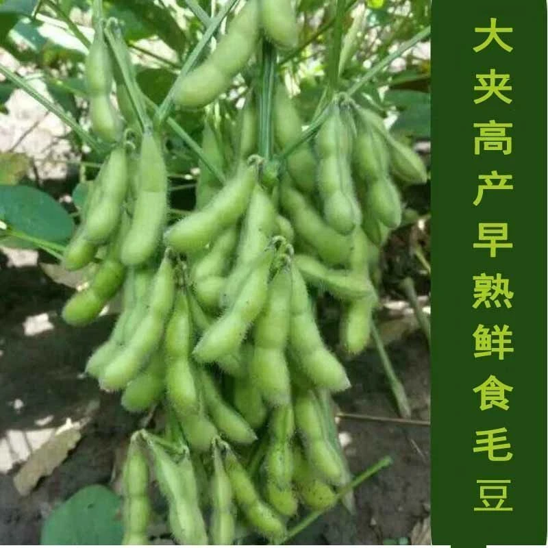 特早王60天毛豆种子早春矮杆毛毛豆菜用青皮毛豆种子大豆豆菜种子