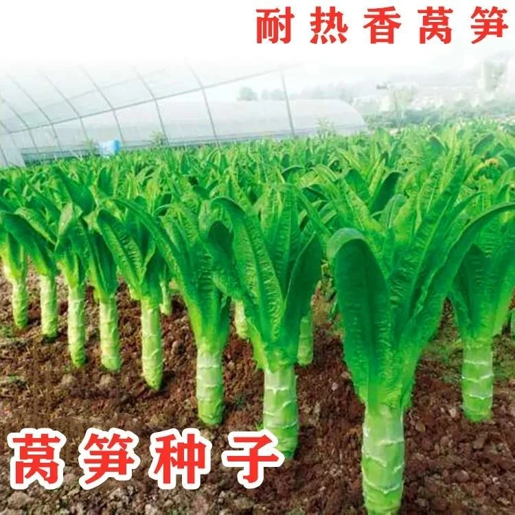 高产耐寒莴笋种子蔬菜四季种籽秋冬高温青皮绿肉尖叶农家青笋红皮
