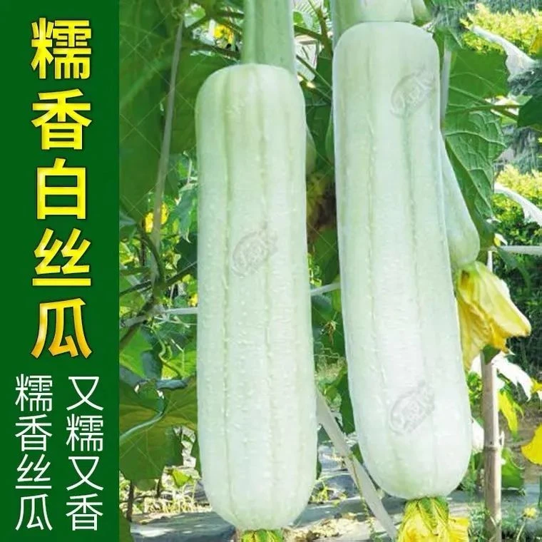 新糯香白皮丝瓜种子白玉南方早熟高产肉丝瓜农家庭院蔬菜种籽子