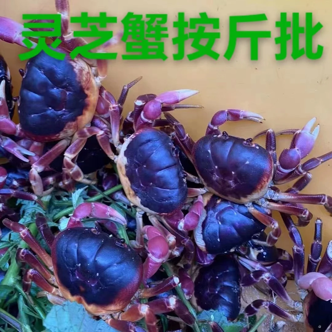 包活灵芝蟹紫地蟹青蟹山螃蟹