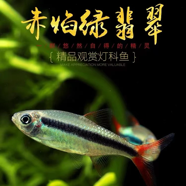 热带鱼赤焰绿翡翠灯鱼南美进口小型灯鱼稀有品种红尾炽焰翡翠绿灯