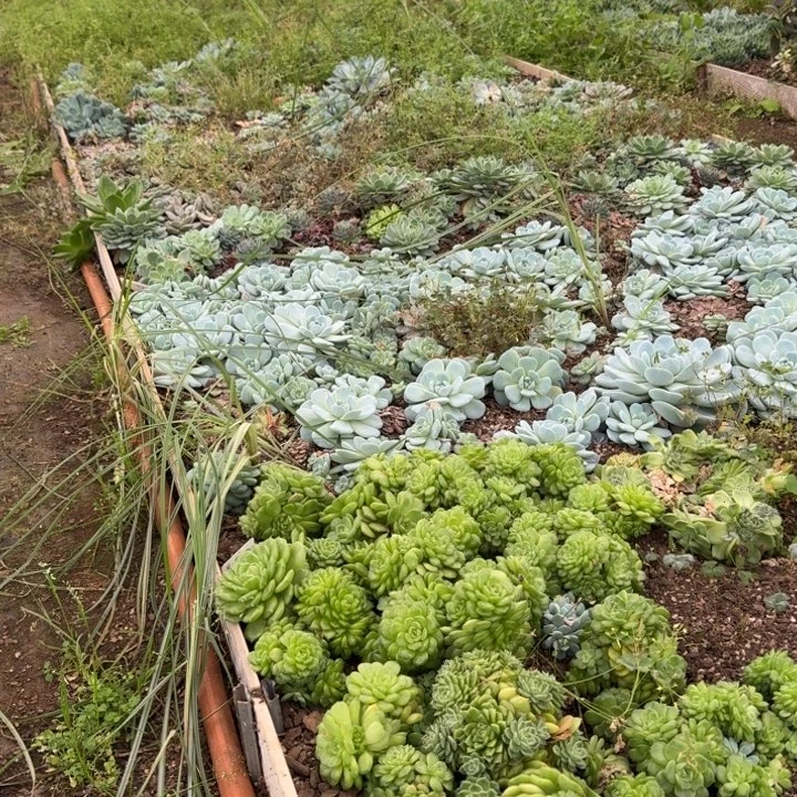 一组6颗不同品种