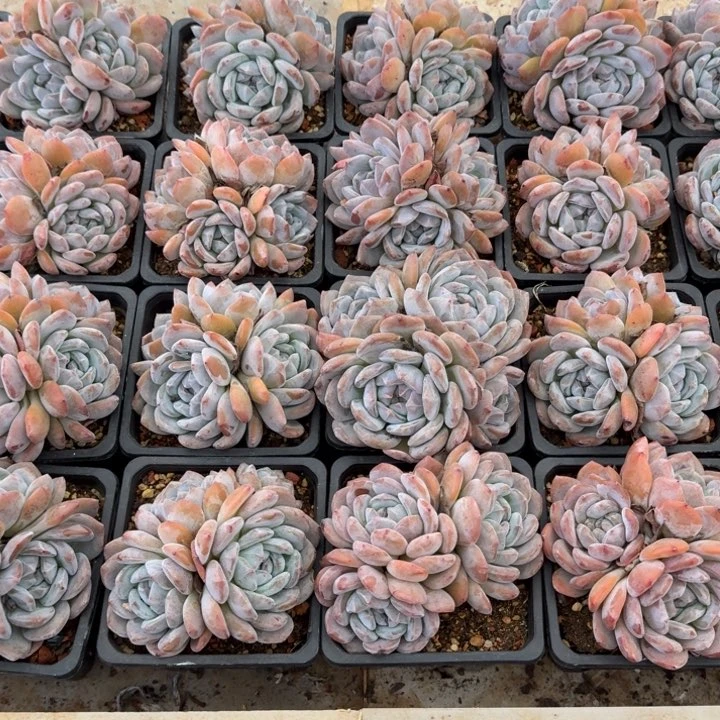 石榴仔星影群10到12公分起