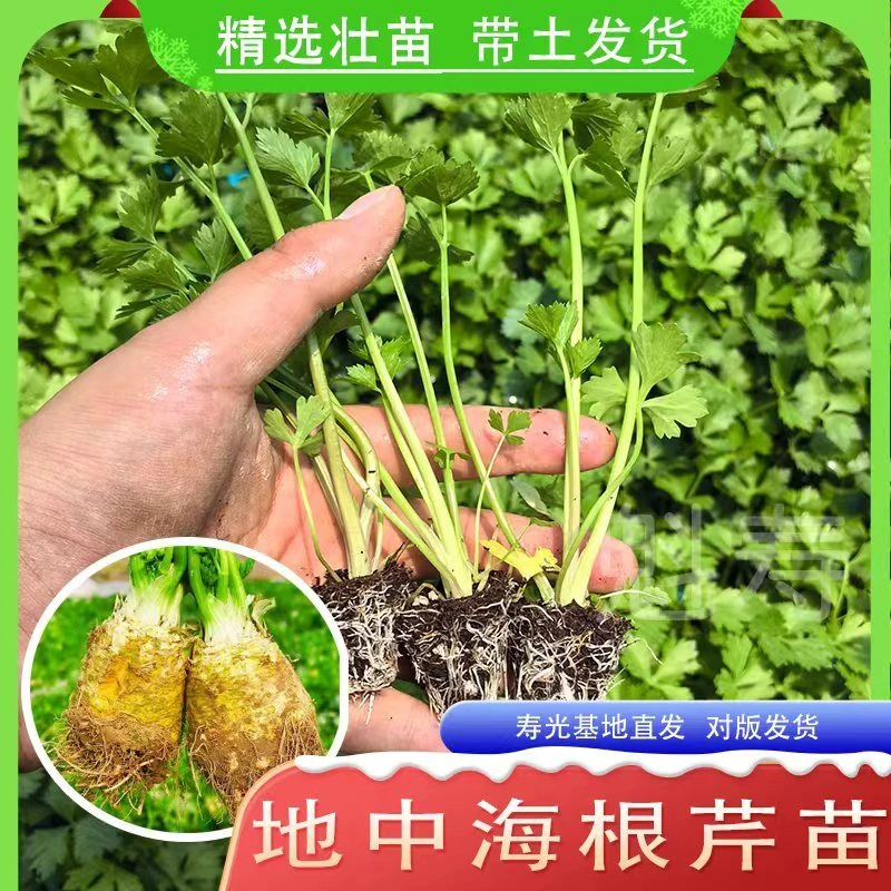 根芹苗子根芹秧苗子芹菜苗子四季可盆栽高产盆栽阳台种植苗子秧苗