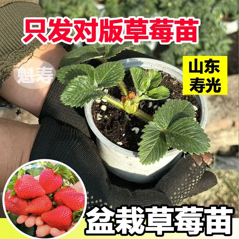 四季奶油草莓苗盆栽带花带果带土种籽子红颜结果阳台种植新苗苗秧
