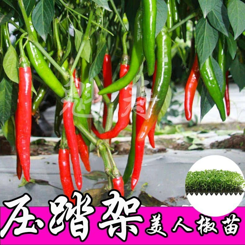 压趴架香辣美人椒苗秧种子青红干鲜两用高产连续坐果辣椒蔬菜种苗
