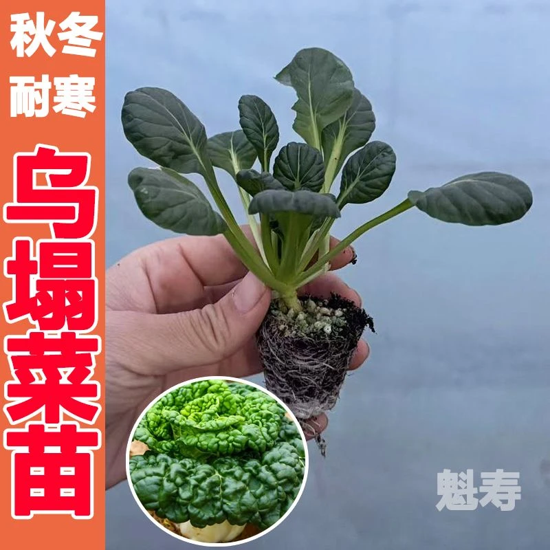 乌塌菜苗好吃高钙保健蔬菜养心菊花菜耐寒易栽种四季庭院蔬菜种苗