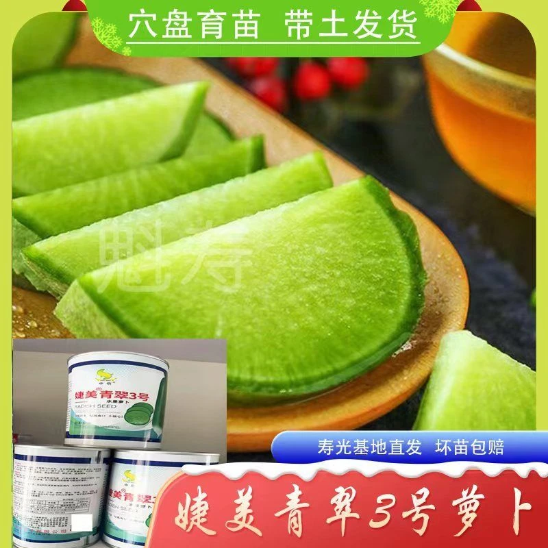 婕美青翠3号水果萝卜种子