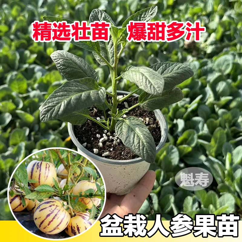 云南人参果盆栽带花带果养易活基地直发户外阳台庭院可食用