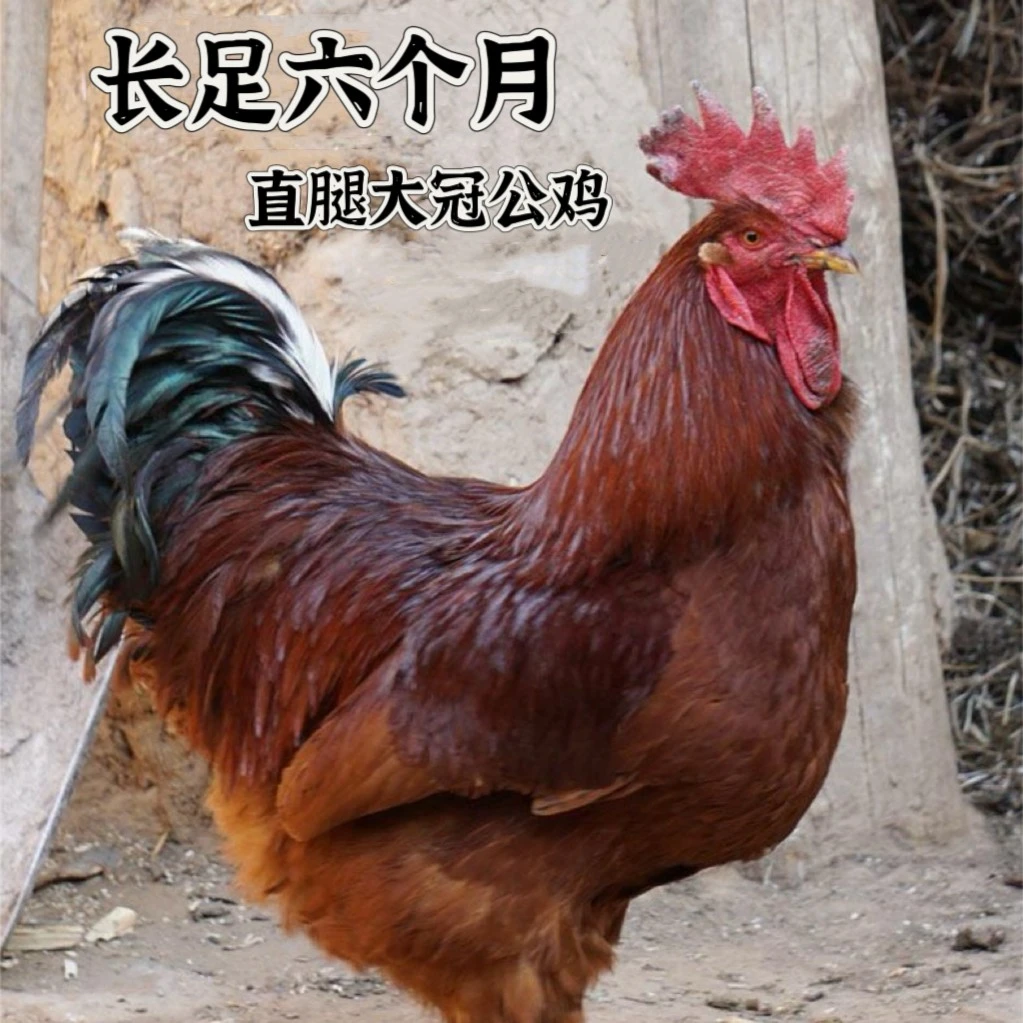 东北大冠公鸡4斤左右带心肝不带鸡胗