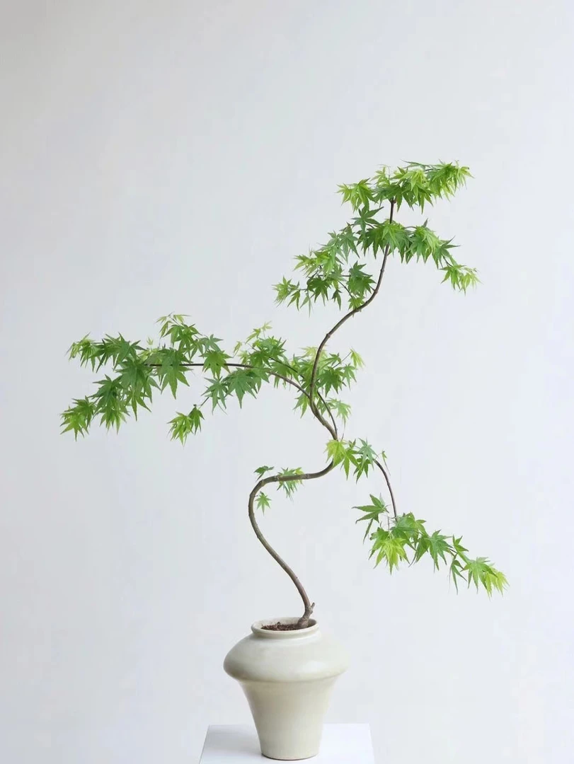 流泉枫盆栽植株（一物一拍）造型盆景客厅阳台茶几庭院简约网红枫树