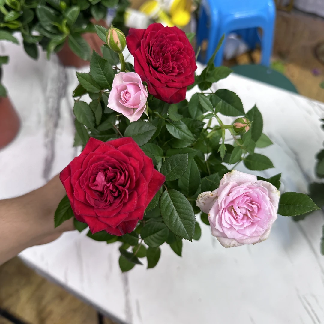 【多色玫瑰】小盆四季开花室内室外过冬新疆花卉包邮