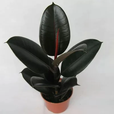 【橡皮树】绿黑橡皮树盆栽乌鲁木齐发货新疆包邮