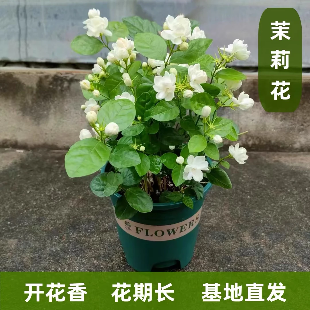 【重瓣茉莉】浓香型四季开花盆栽新疆包邮