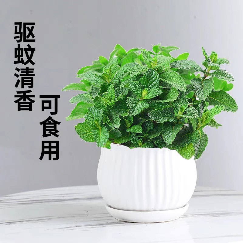 薄荷食用泡茶驱蚊清香玫瑰薄荷盆栽(新疆包邮)