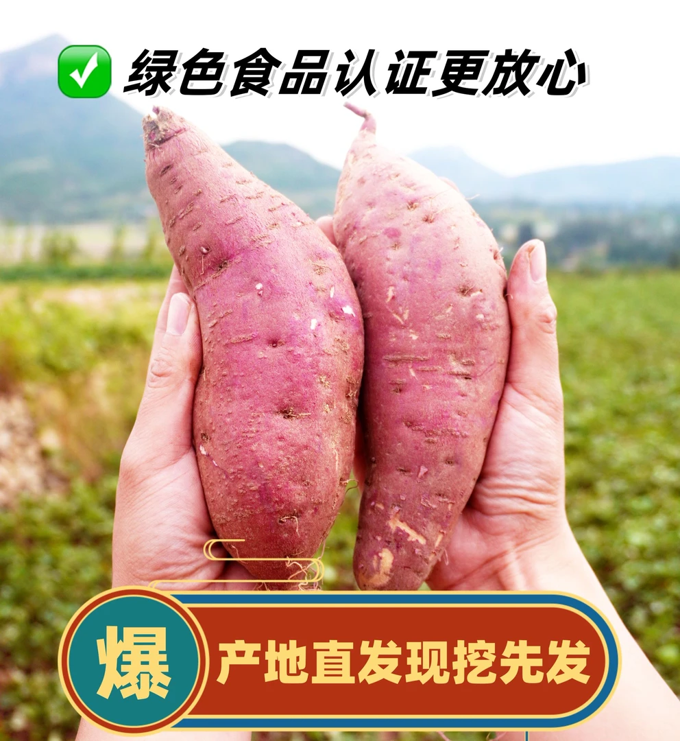 【绿色食品沙地板栗蜜薯】黄心粉糯香甜新货健康板栗红薯地瓜5斤