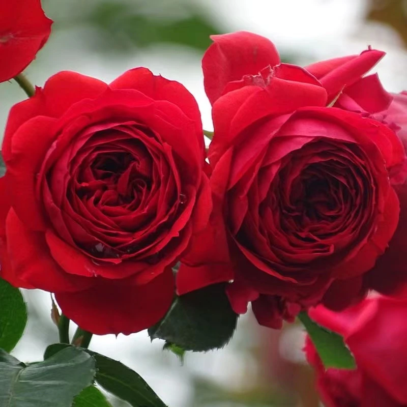 果汁阳台月季盆栽花苗特大花四季开花卉带花苞阳台植物