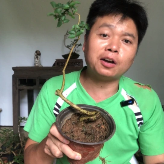 原生百日红盆景盆栽