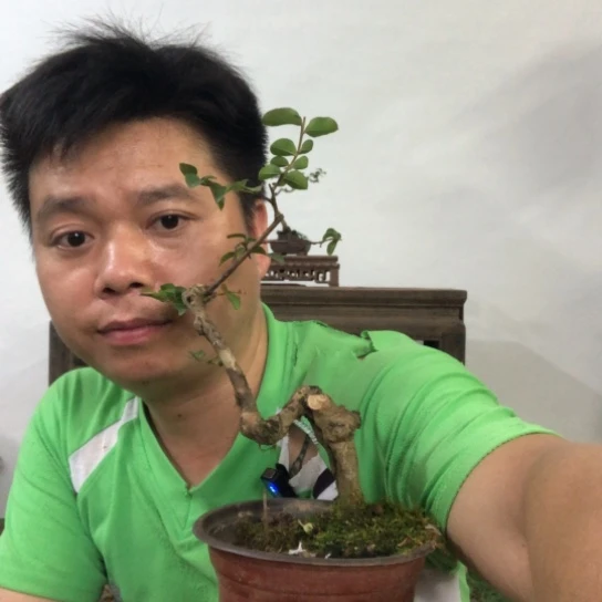 盆景绿植盆栽植物
