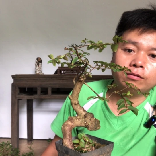 盆景素材盆栽花卉