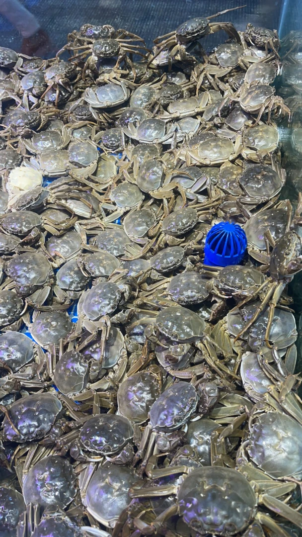 兴化大闸蟹2.5两母3斤