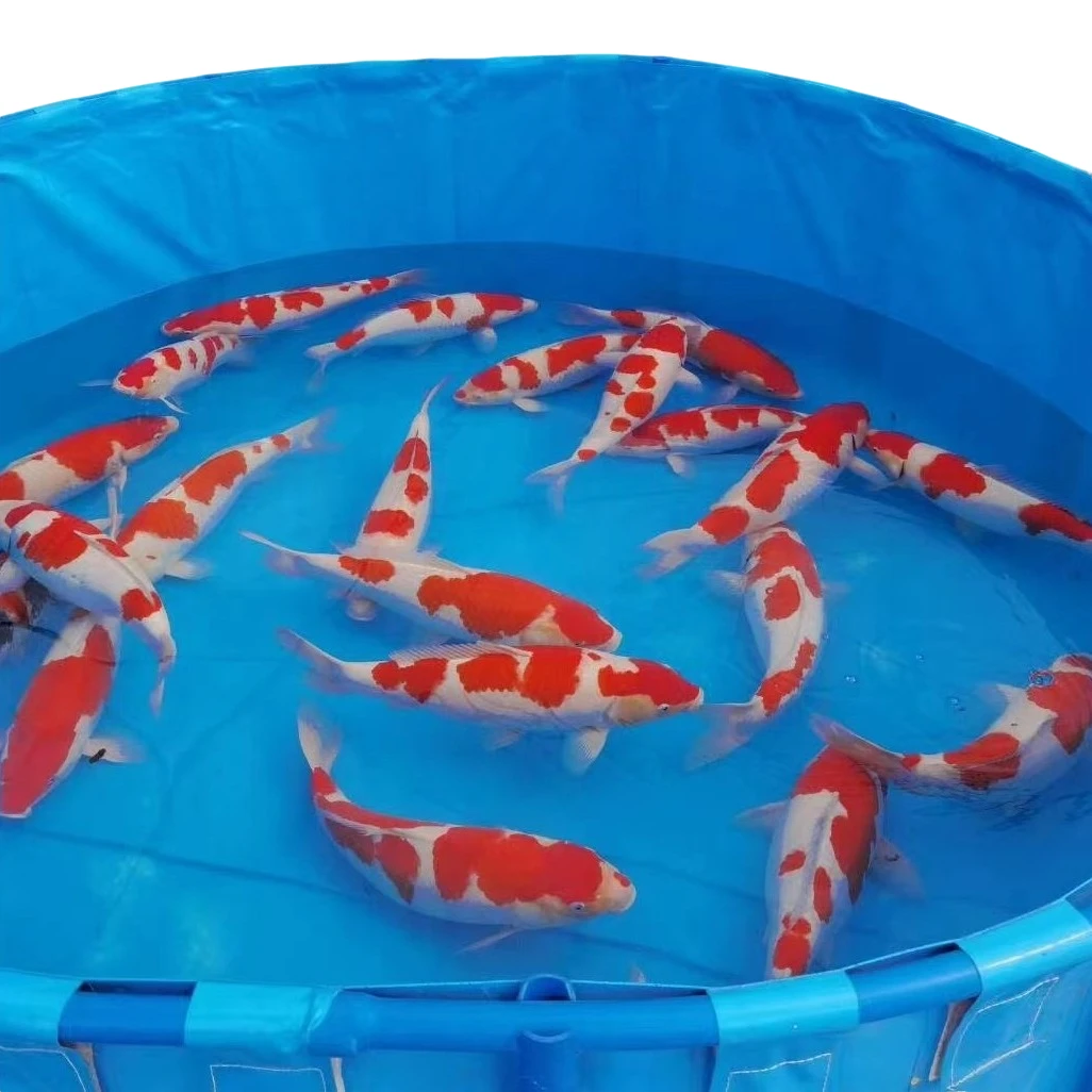 水族金鱼活鱼苗观赏鱼冷水鱼好养耐活淡水纯种黄金招财鱼活体包邮