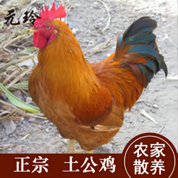 【现宰现发】农家散养10个月以上老公鸡皖南土鸡适合红烧净重发货